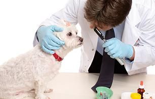 Clínica Veterinaria La Solana examinando mascota